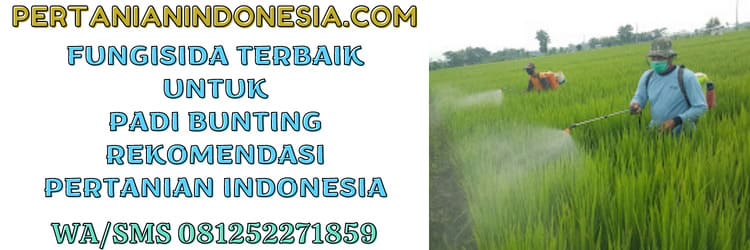 padi bunting,tanaman padi,fungisida,pestisida,petani